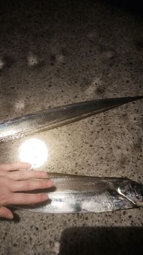 タチウオの釣果