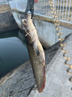 ナマズの釣果