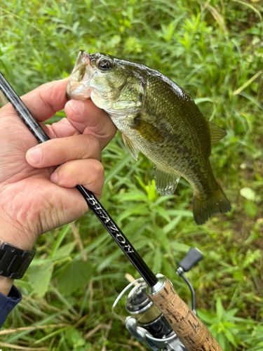 ラージマウスバスの釣果