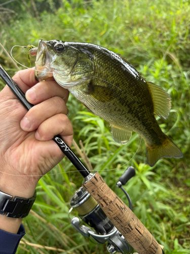 ラージマウスバスの釣果