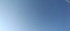 マアジの釣果