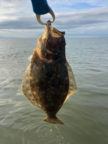 ヒラメの釣果
