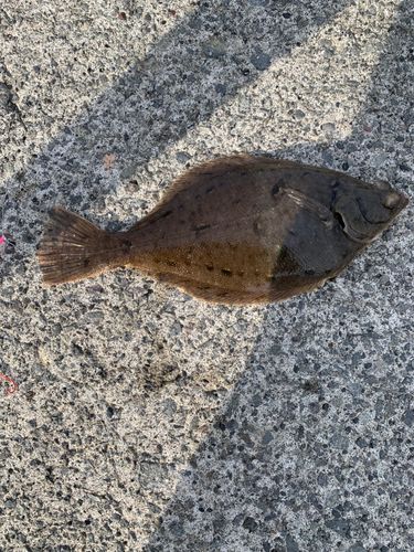 マガレイの釣果