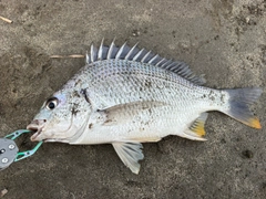 キビレの釣果