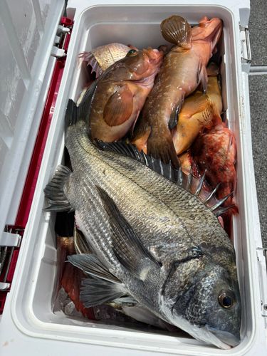 アコウの釣果