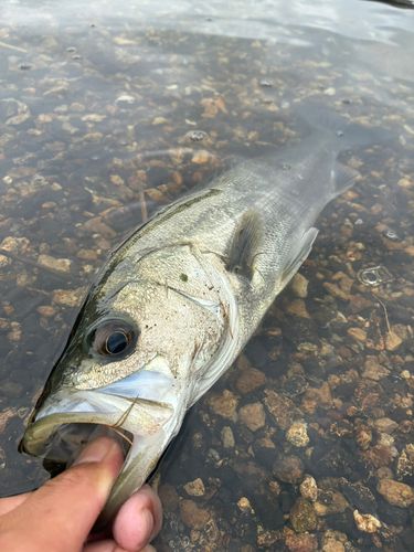 スズキの釣果