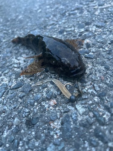 ドンコの釣果