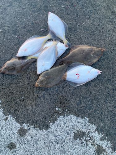 マガレイの釣果