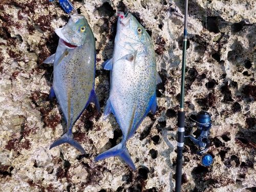 カスミアジの釣果
