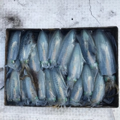 モイカの釣果