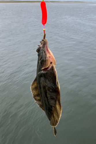 カレイの釣果