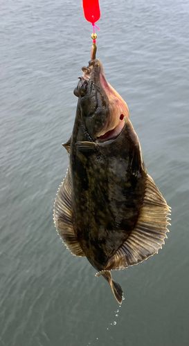カレイの釣果