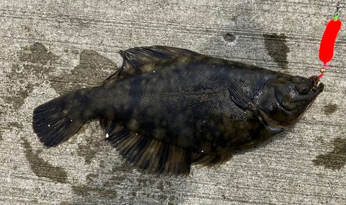カレイの釣果