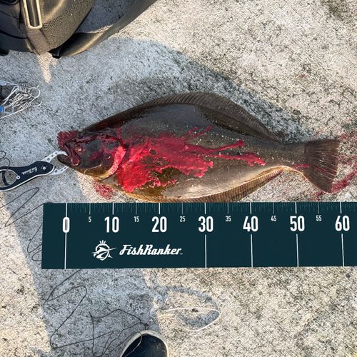 ヒラメの釣果