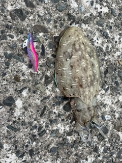 モンゴウイカの釣果