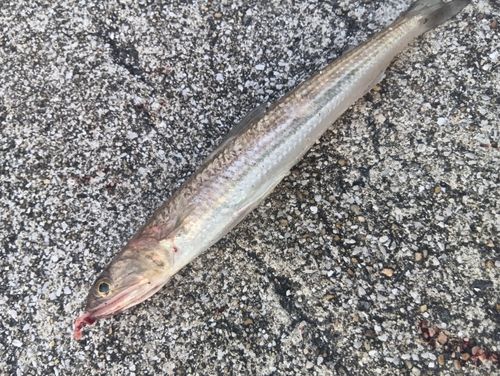 エソの釣果