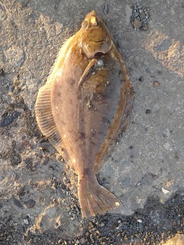 カレイの釣果