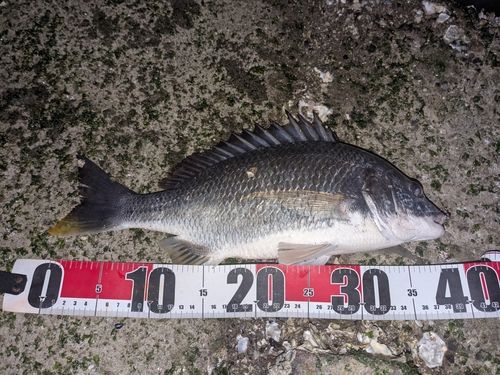 キビレの釣果
