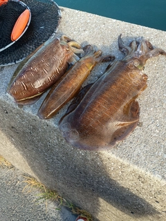アオリイカの釣果
