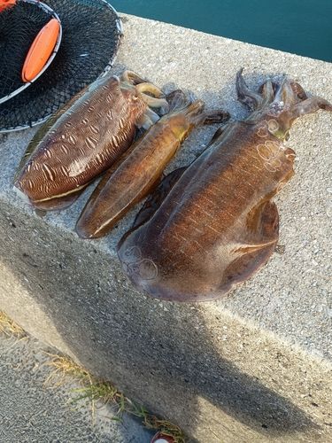 アオリイカの釣果