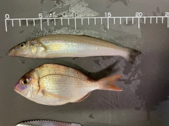 キスの釣果