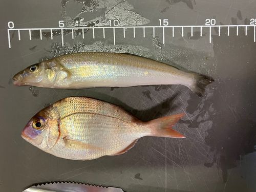キスの釣果
