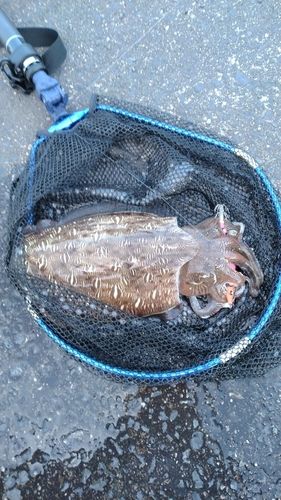 モンゴウイカの釣果