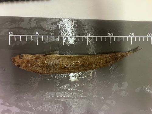 エソの釣果