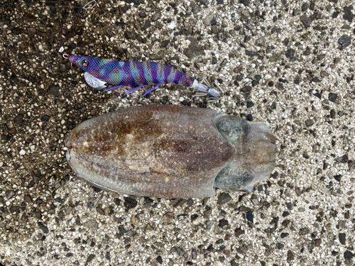 コウイカの釣果