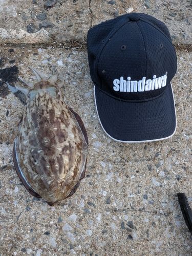 コウイカの釣果