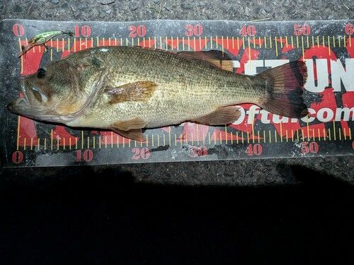 ブラックバスの釣果