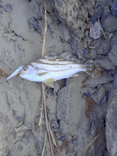 コトヒキの釣果