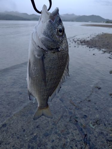 ミナミクロダイの釣果