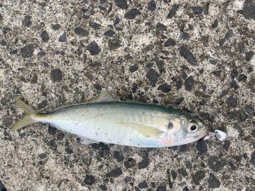 マルアジの釣果