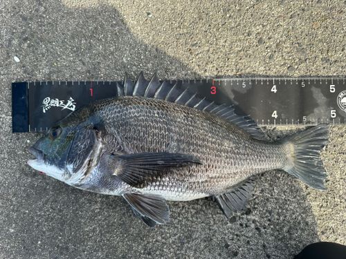 チヌの釣果