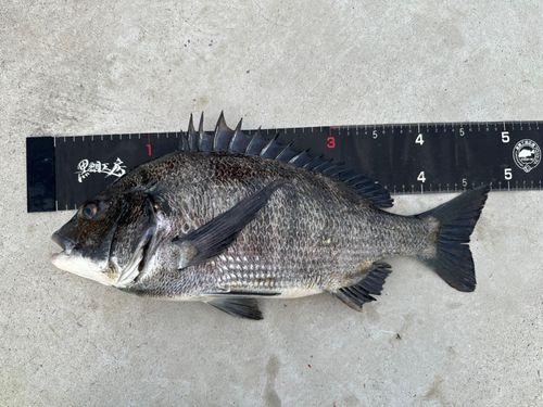 チヌの釣果