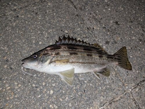 シマイサキの釣果