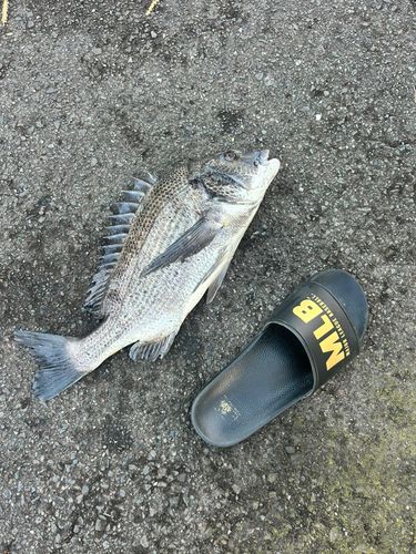 チヌの釣果