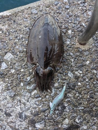 コウイカの釣果