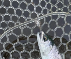 ニジマスの釣果