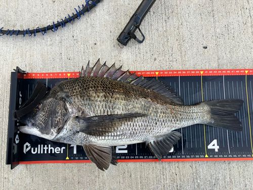 チヌの釣果