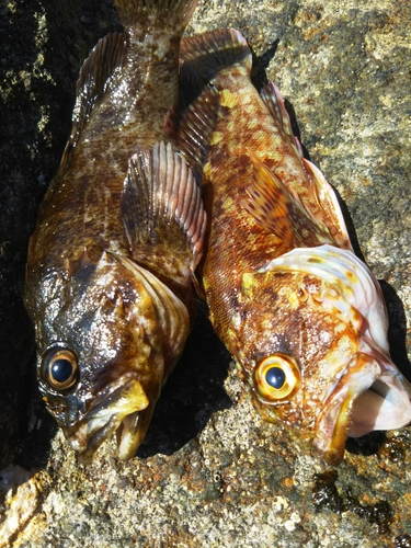 ムラソイの釣果