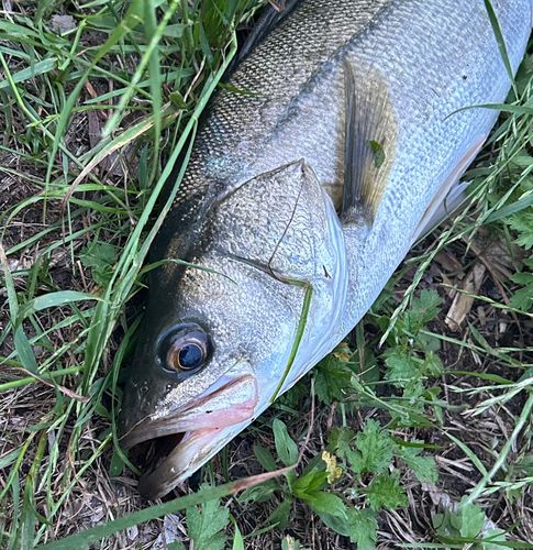 スズキの釣果