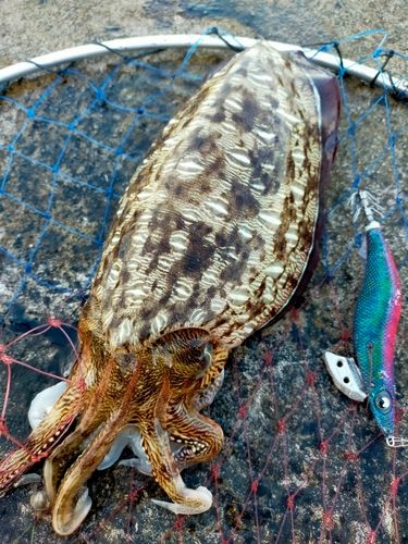 モンゴイカの釣果