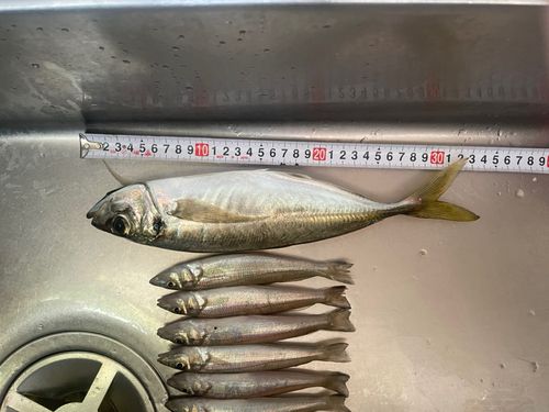アジの釣果