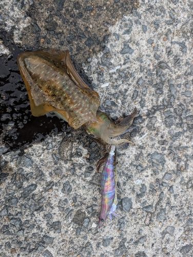 アオリイカの釣果
