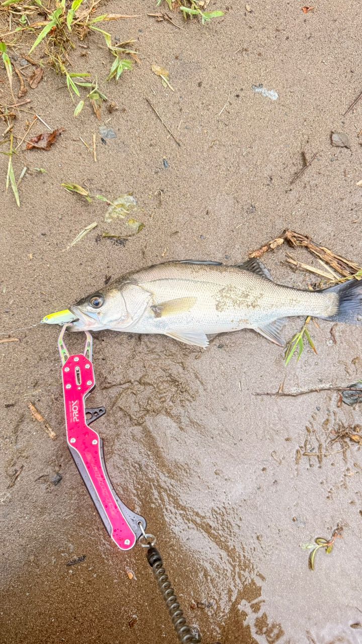 AbuGarcia ソルティーステージ KR-Xシーバス SXSS-982M-KRの最安値