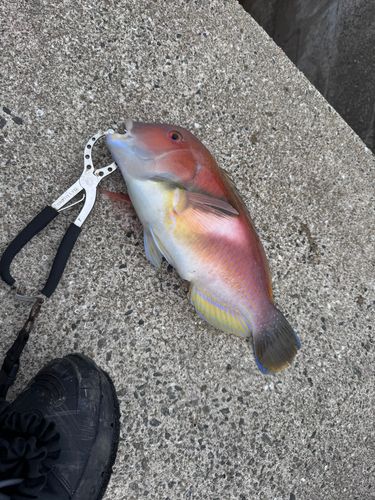 イラの釣果