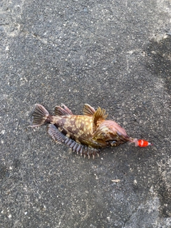 カサゴの釣果