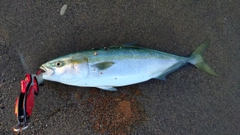 ワラサの釣果